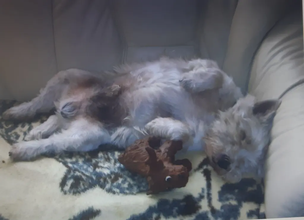 Condolence image of Ellen mit Lina ♥️