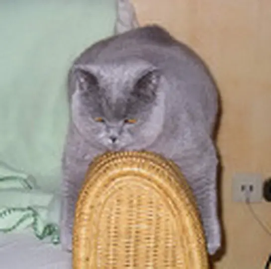 Condolence image of Sabine mit Kaspar tief im Herzen