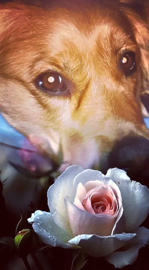 Condolence image of Ellen mit Lina ♥️