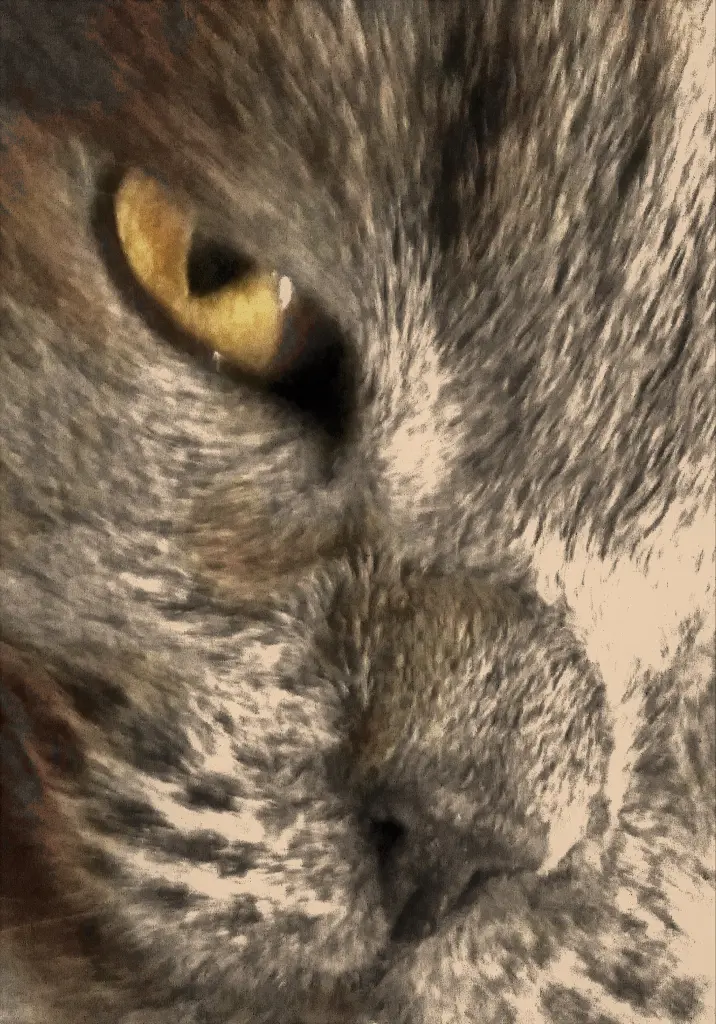 Condolence image of Sabine mit Kaspar tief im Herzen