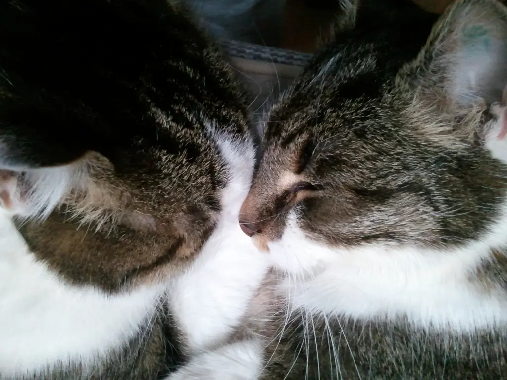 Condolence image of Anja mit Maja im ♥