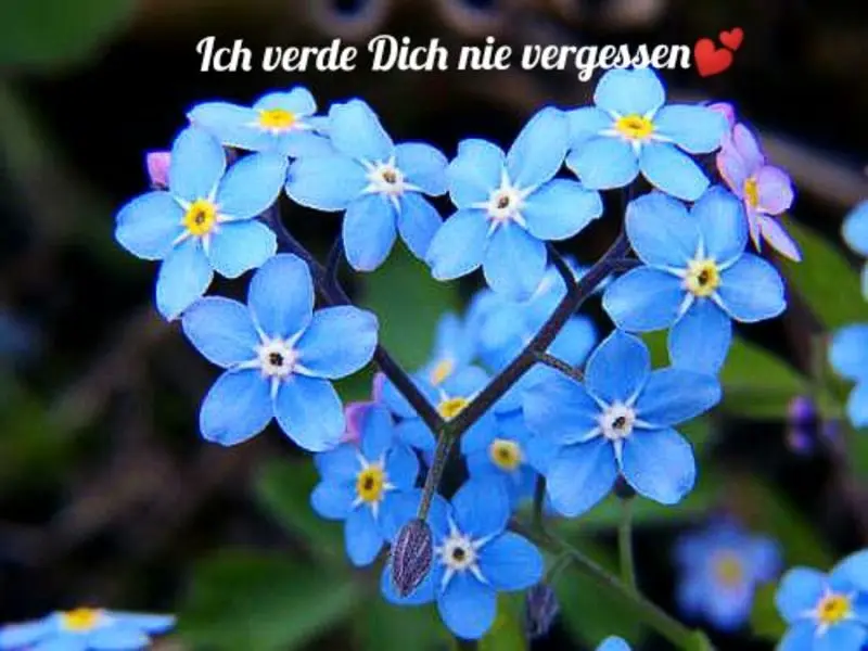 Condolence image of Von Deinem Frauchen Tanja