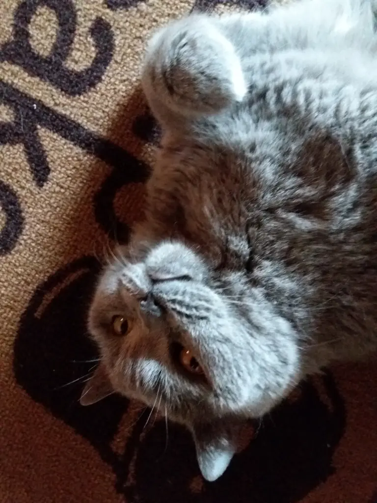 Condolence image of Sabine mit Kaspar tief im Herzen