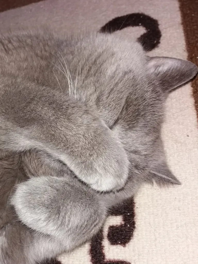 Condolence image of Sabine mit Kaspar tief im Herzen