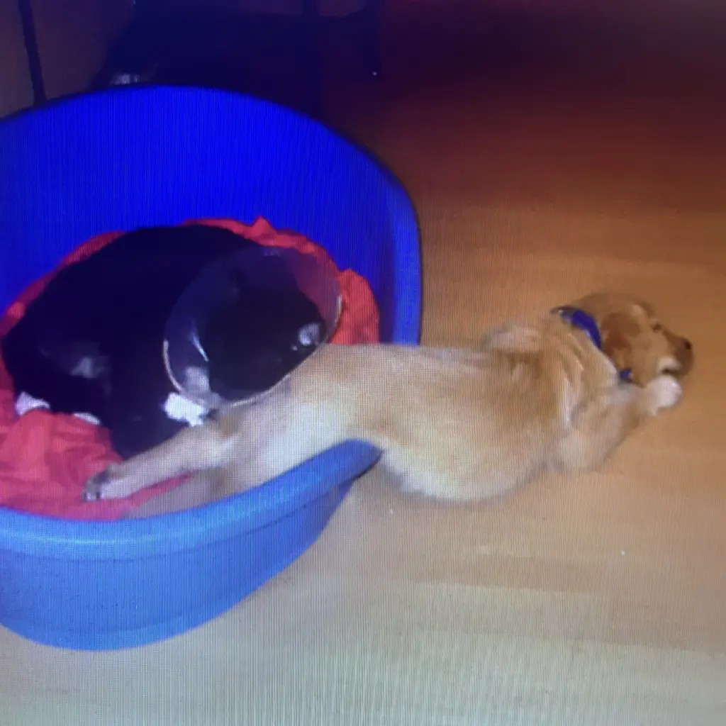 Condolence image of Ellen mit Lina ♥️