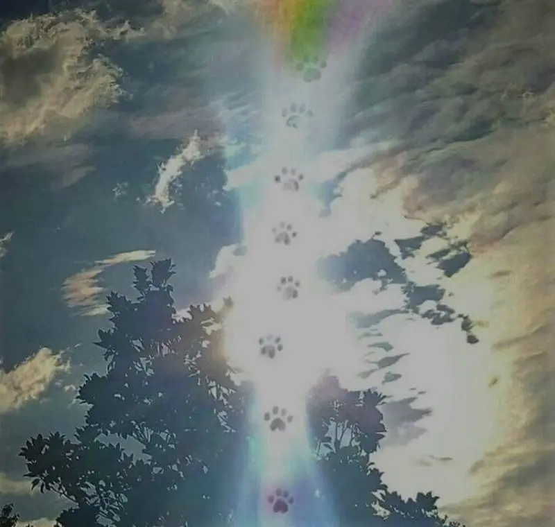 Condolence image of Von Deinem Frauchen Tanja