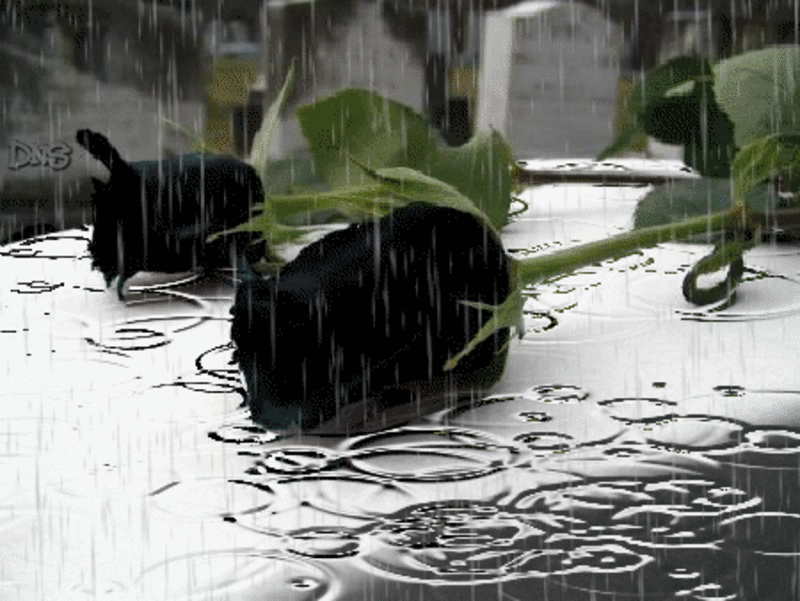 Condolence image of Von Deinem Frauchen Tanja