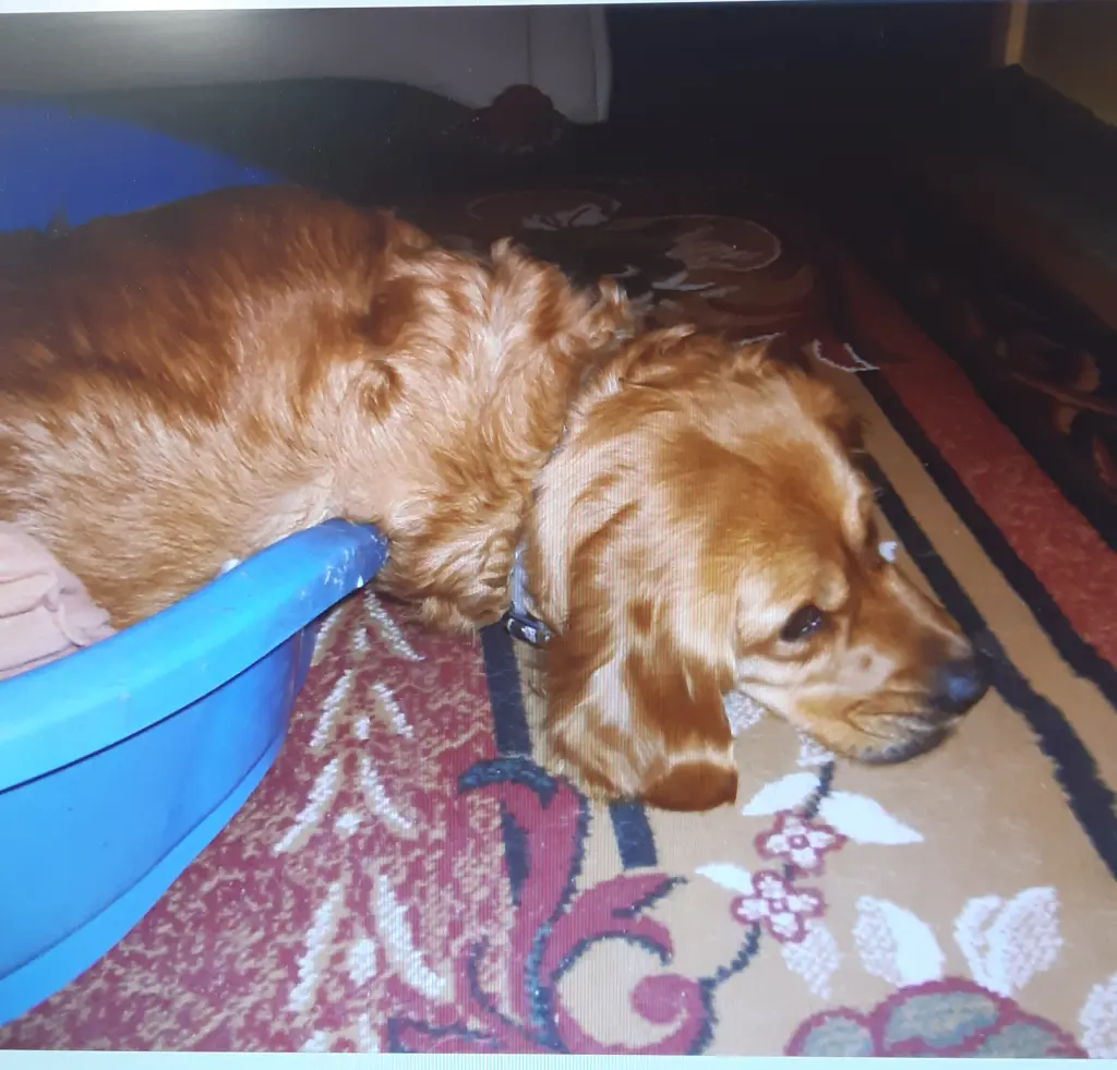 Condolence image of Ellen mit Lina ♥️