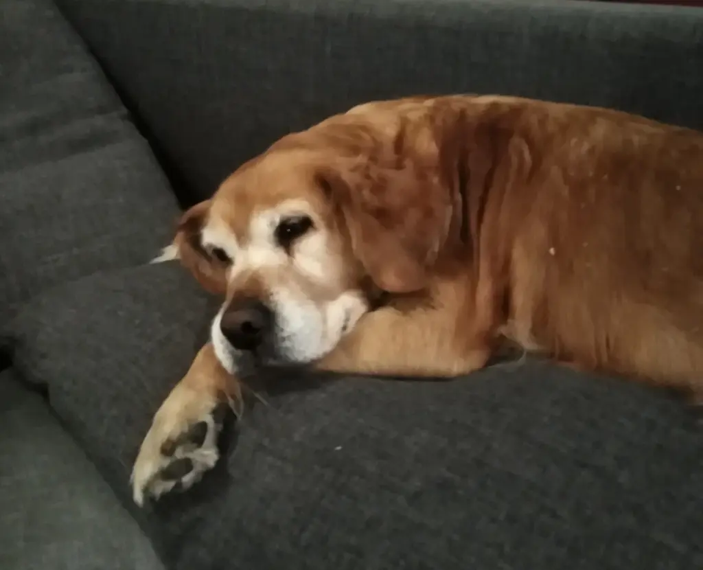 Condolence image of Ellen mit Lina ♥️