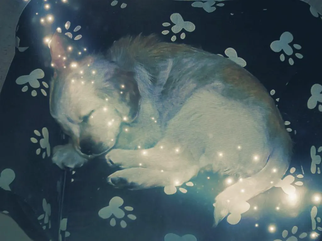 Condolence image of Ellen mit Lina ♥️