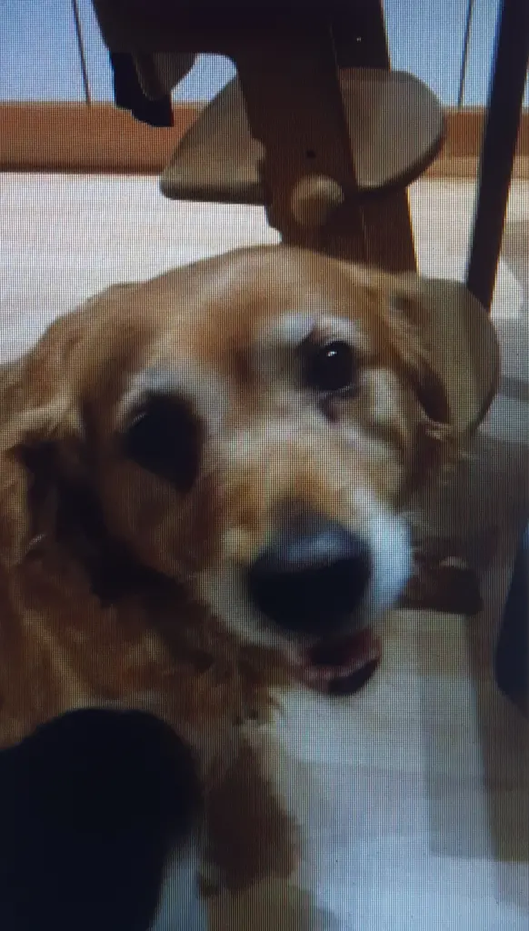 Condolence image of Ellen mit Lina ♥️