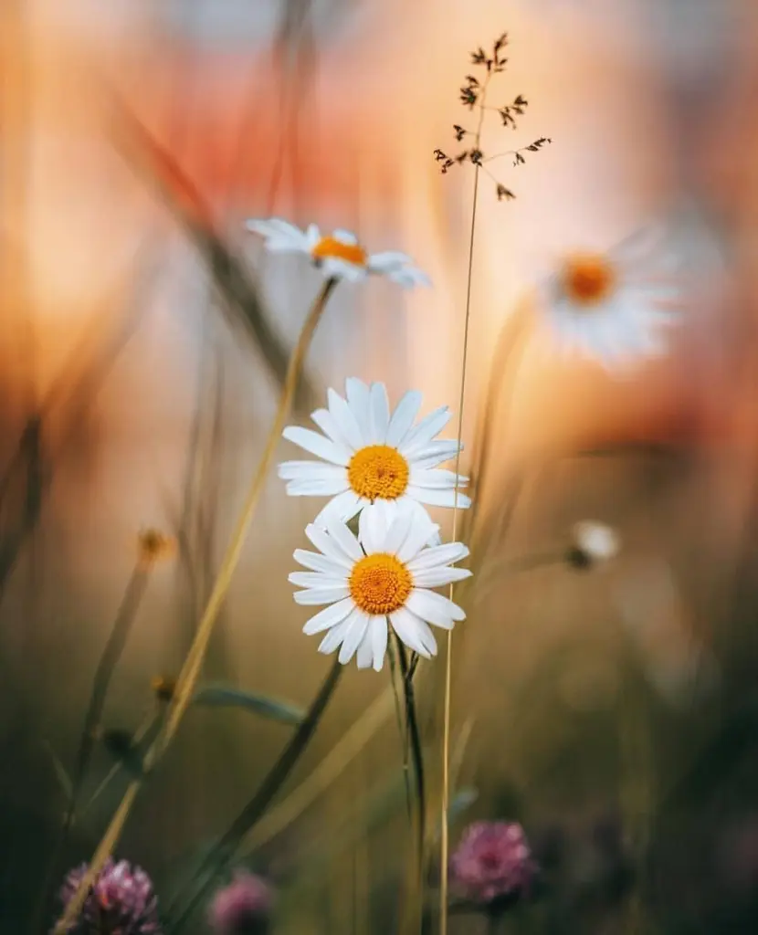 Condolence image of Ellen mit Lina ♥️