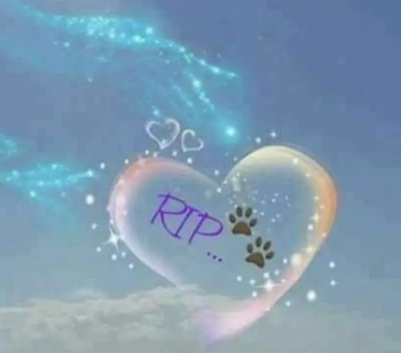 Condolence image of Von Deinem Frauchen Tanja