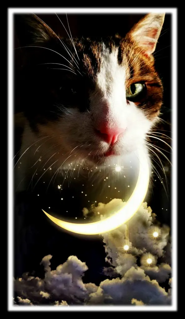 Condolence image of Sabine mit Kaspar tief im Herzen