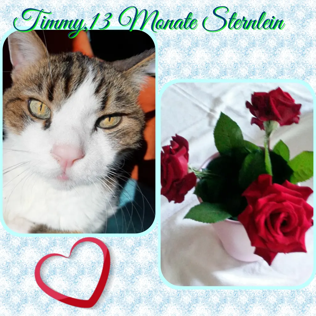 Condolence image of Eike und Edeltraud mit Mulle, Miezi, Jonny, Felix, Lemmi und Tommi tief im Herzen ❤❤❤❤❤❤