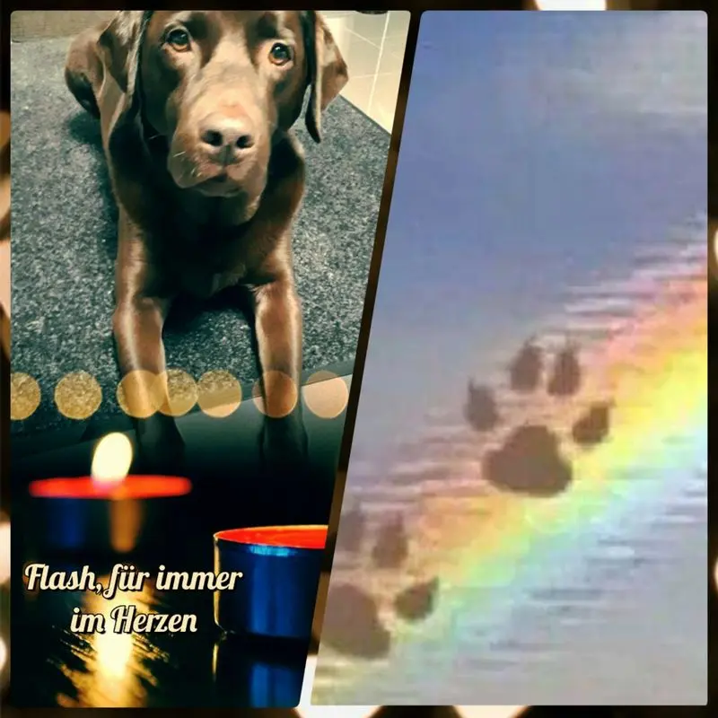 Condolence image of Jutta mit ♥️ ♥️ Flash ♥️ ♥️ 