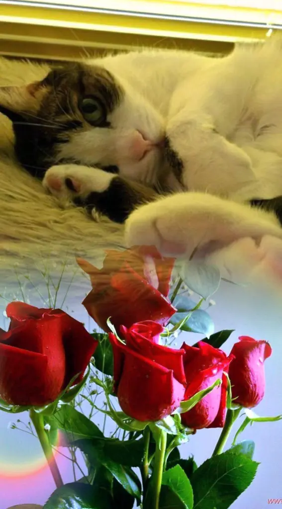 Condolence image of Ellen mit Lina ♥️