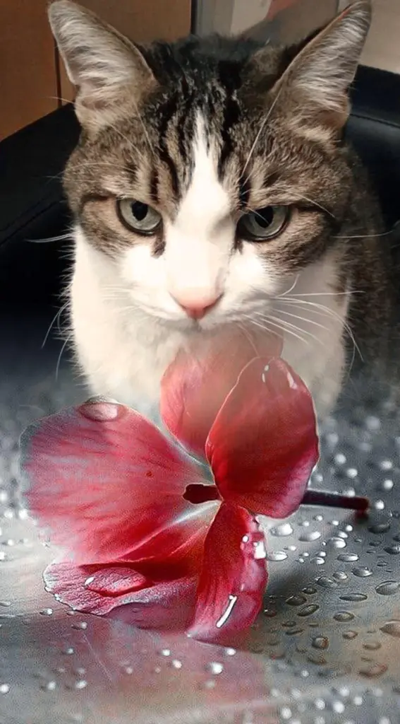 Condolence image of Ellen mit Lina ♥️