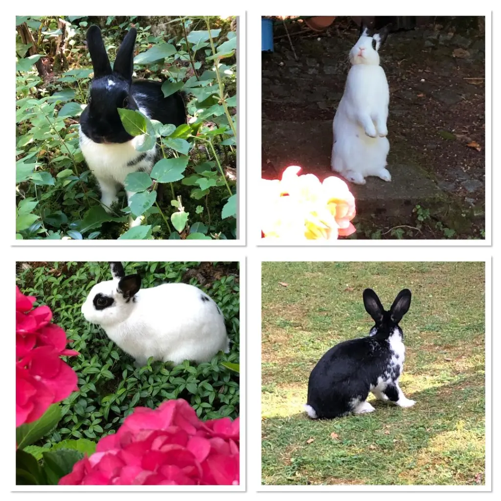 Condolence image of Für Timmy von Mimmi und Milko 