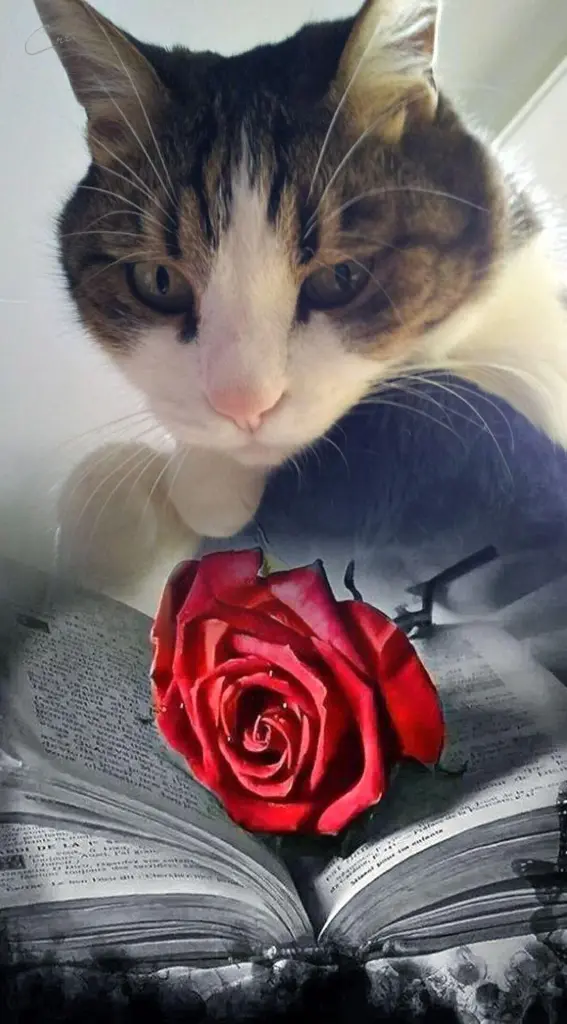 Condolence image of Ellen mit Lina ♥️