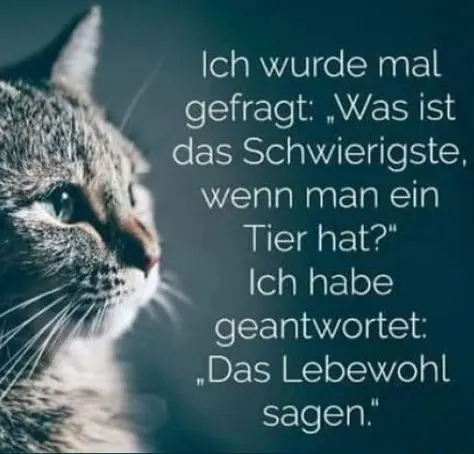 Condolence image of Von Deinem Frauchen Tanja