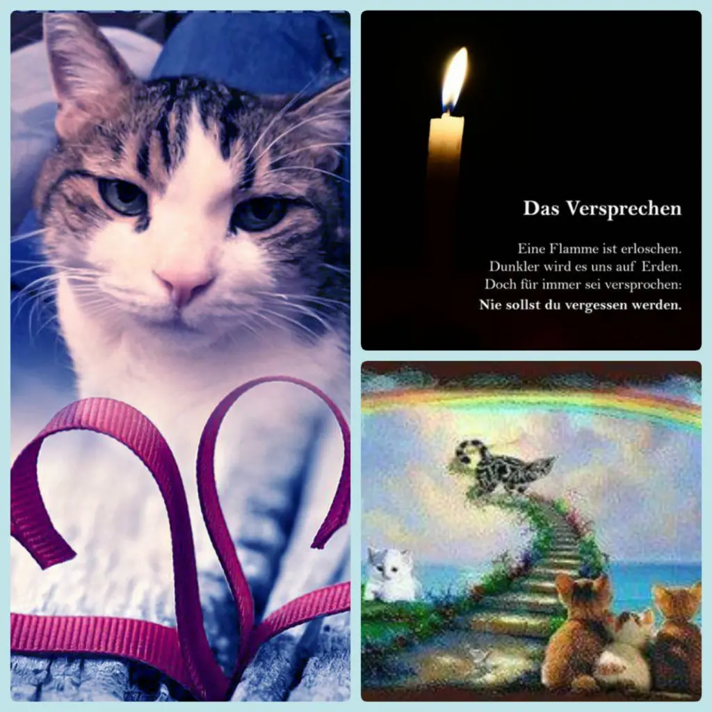 Condolence image of Ellen mit Lina ♥️