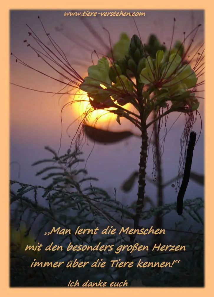 Condolence image of Sabine mit Kaspar tief im Herzen