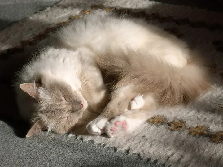 Condolence image of Katrin mit Felix tief im Herzen