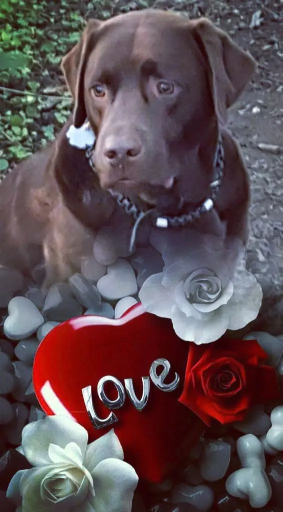 Condolence image of Jutta mit ♥️♥️ Flash ♥️♥️