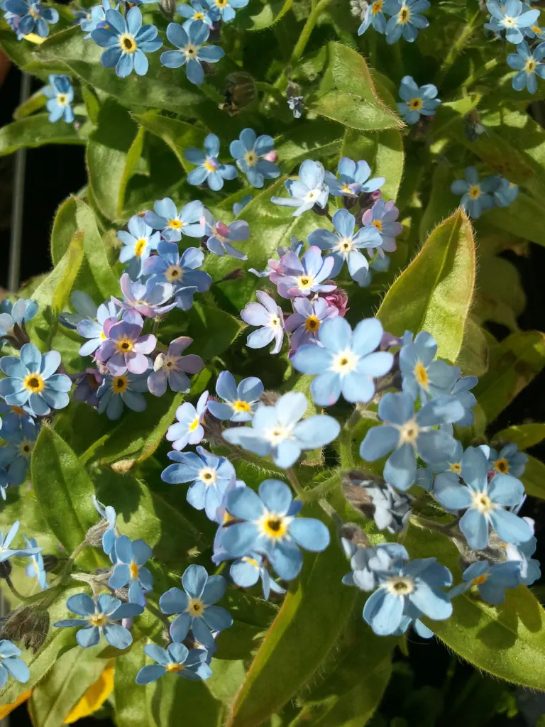 Condolence image of Anja mit Maja im ♥