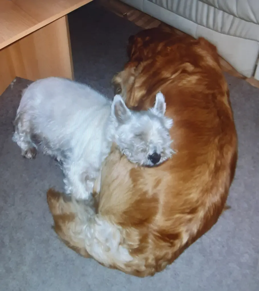 Condolence image of Ellen mit Lina ♥️