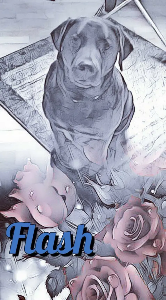 Condolence image of Jutta mit Flash 