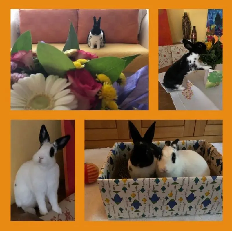 Condolence image of Rosen für Timmy 