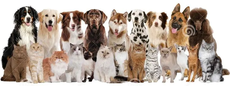 Condolence image of Nachricht von Gatita