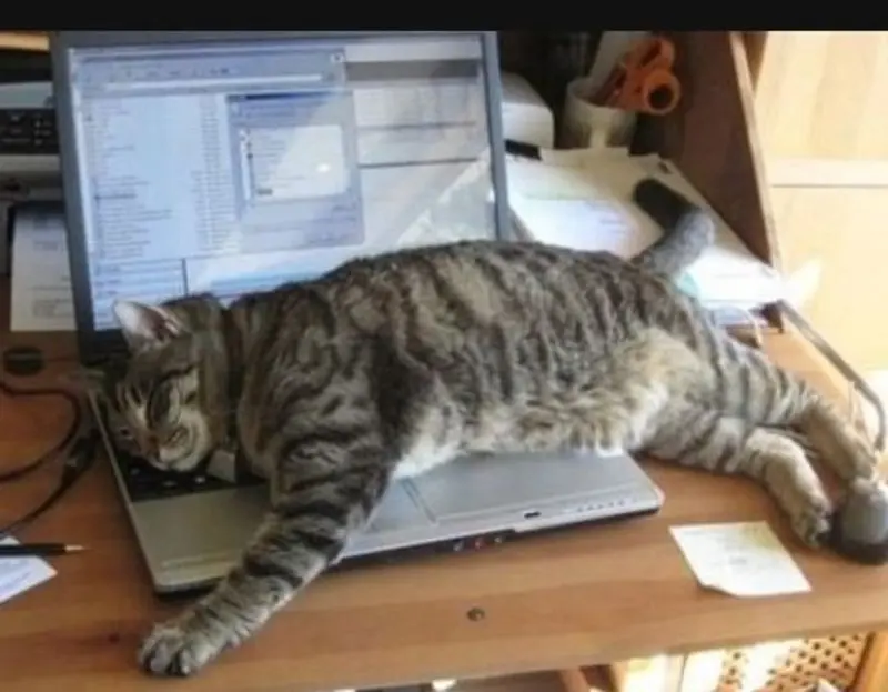 Condolence image of Post von Gatita