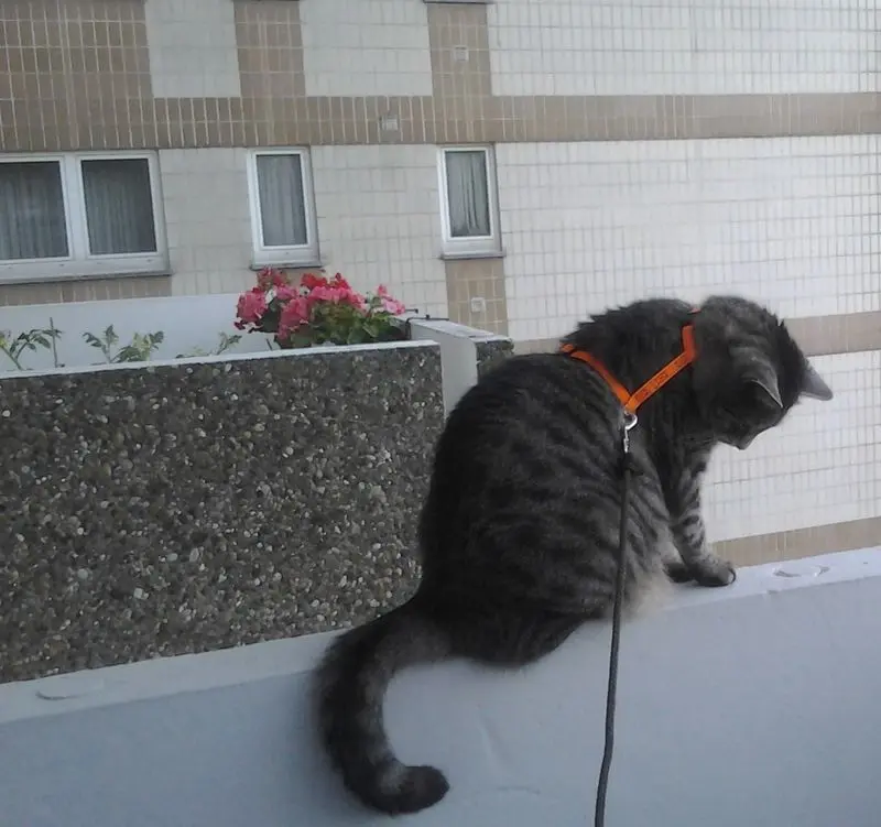 Condolence image of Eilbrief von Gatita