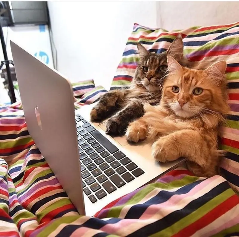 Condolence image of e-mail von Gatita