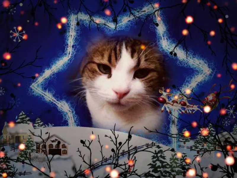 Condolence image of Ellen mit Lina ❤️