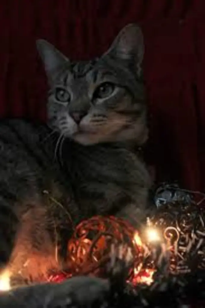 Condolence image of e-mail von Gatita