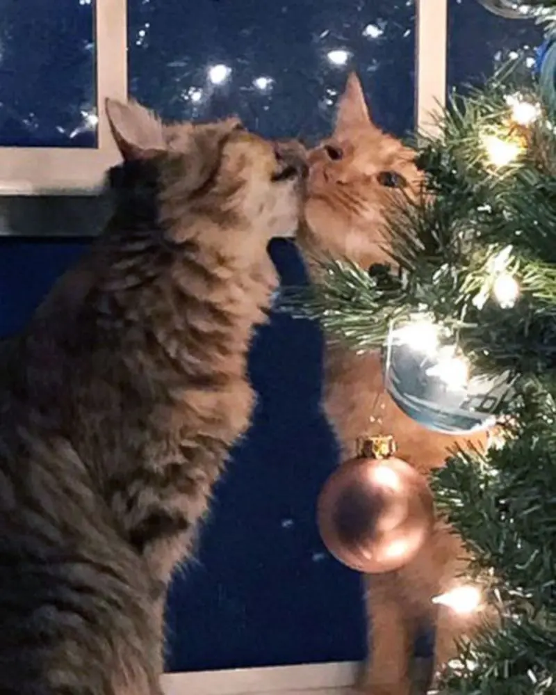 Condolence image of e-mail von Engelchen Timmy