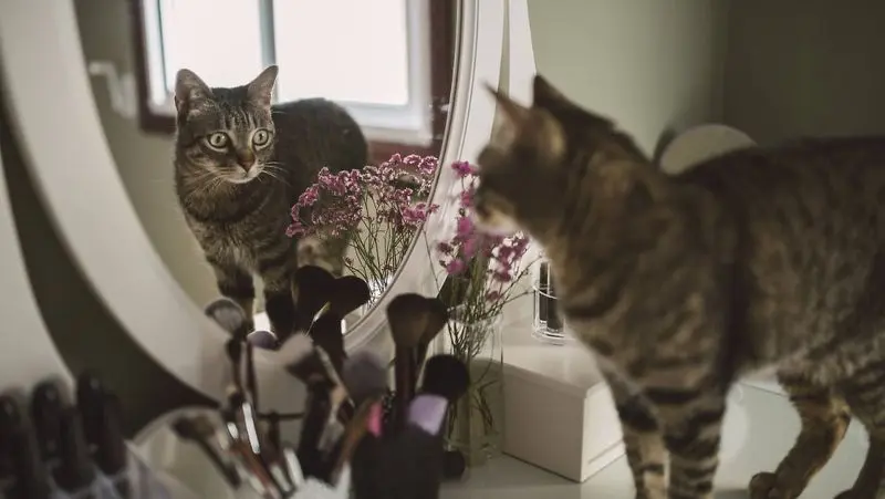 Condolence image of Post von Gatita