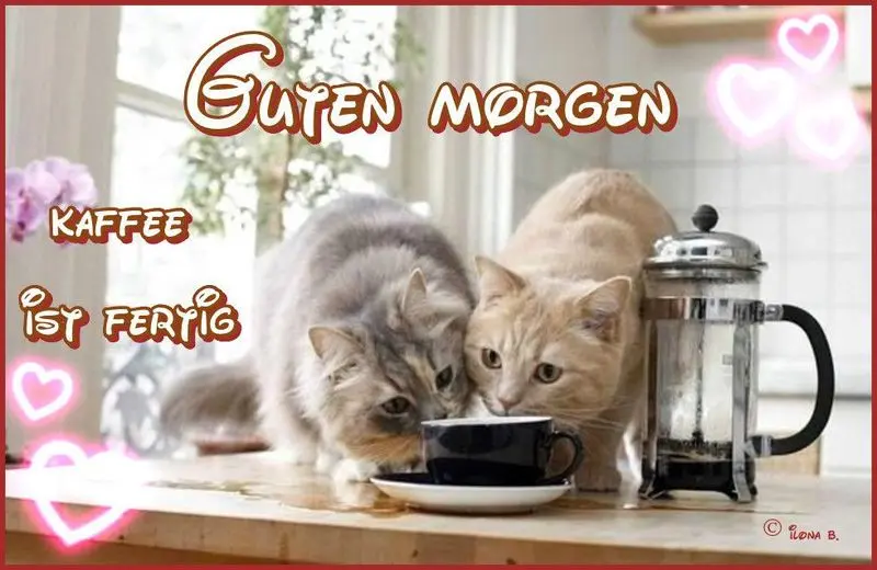 Condolence image of e-mail von Gatita + Timmy