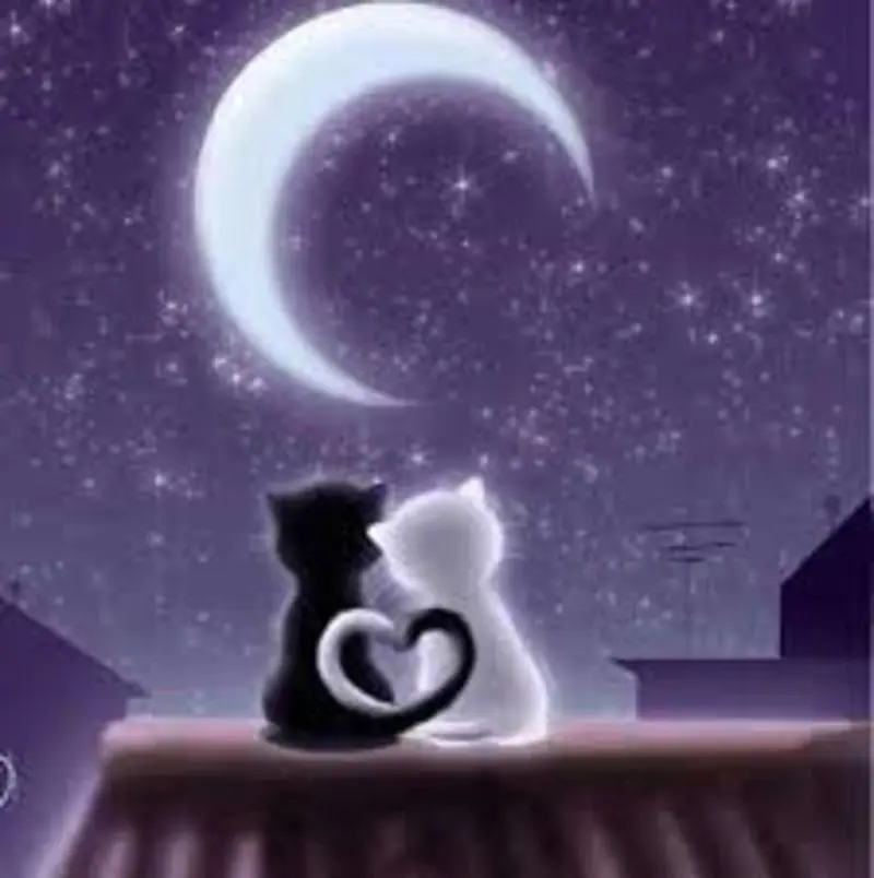 Condolence image of Post von Gatita, Timmy und Silvia