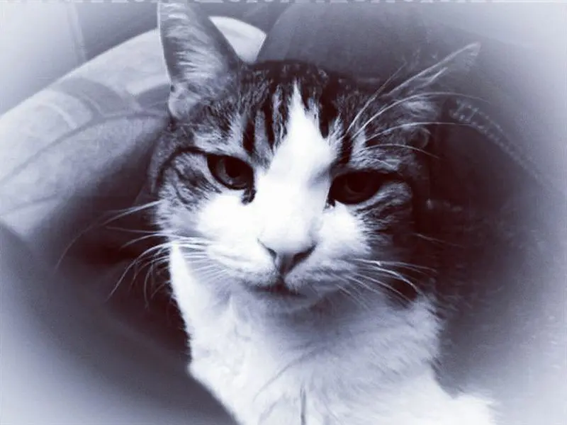 Condolence image of Ellen mit Lina ❤️