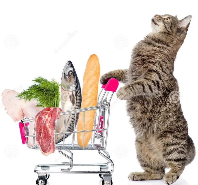 Condolence image of Post von Gatita und Timmy