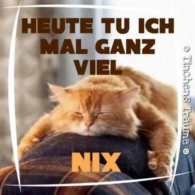 Condolence image of email von Gatita und Timmy