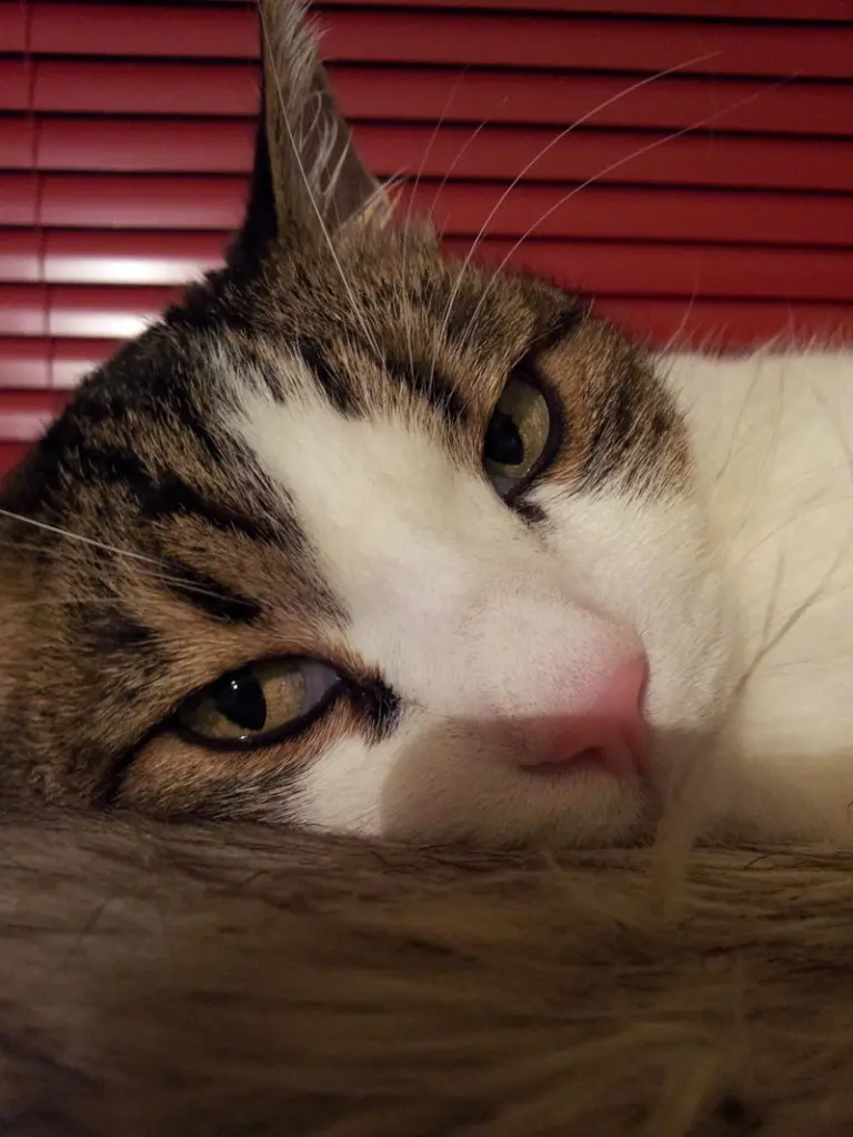 Condolence image of Von Deinem Frauchen Tanja