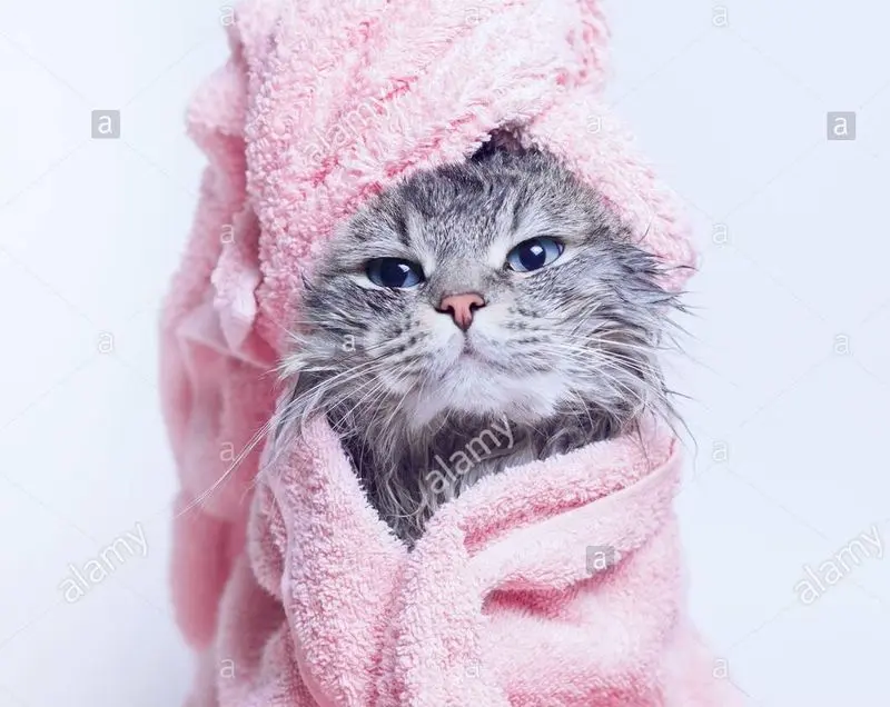 Condolence image of Post von Gatita und Timmy 