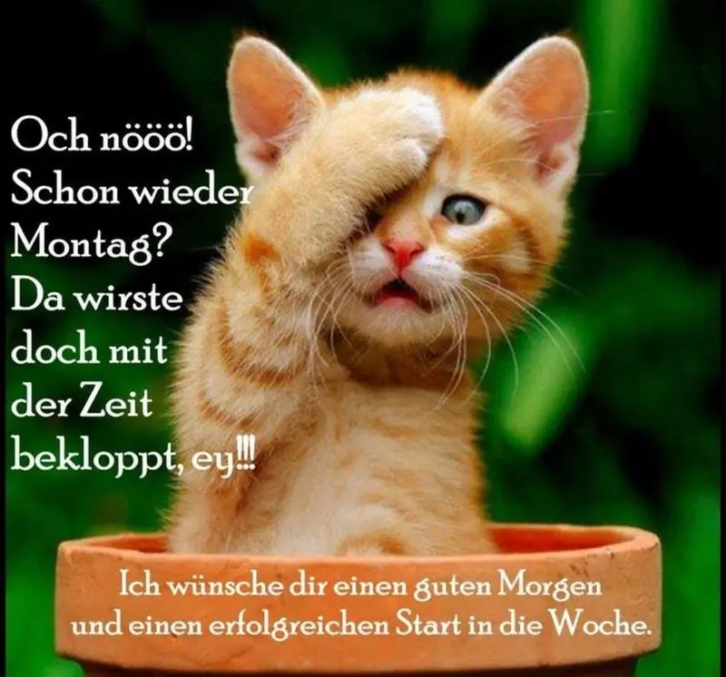 Condolence image of Post von Gatita und Timmy