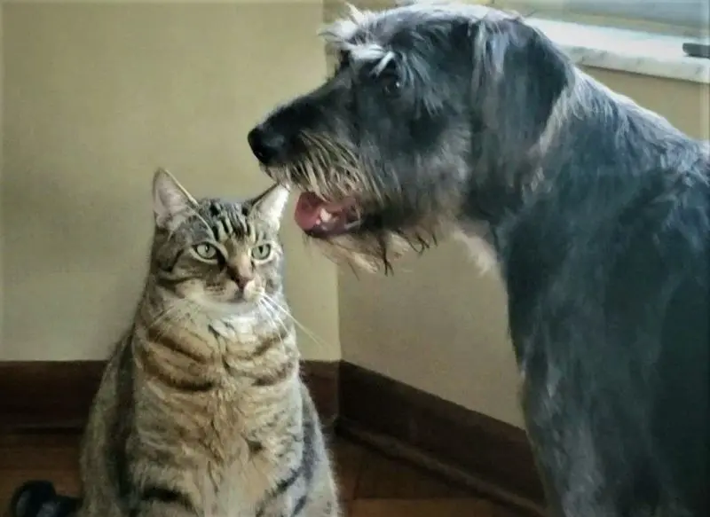 Condolence image of Post von Gatita und Timmy